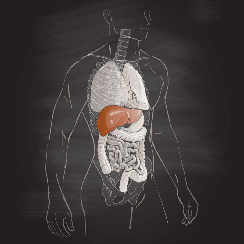 Maintaining a Healthy Liver :Ayurvedic Strategies and Remedies 2023